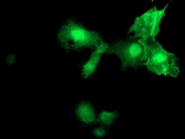 MIER2 Antibody (clone OTI3A1)