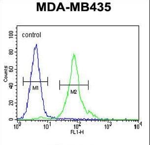 CCDC81 Antibody (aa380-408)