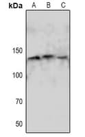 NOS3 / eNOS Antibody