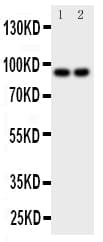 MALT1 Antibody (aa809-824)