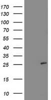 SIRT5 / Sirtuin 5 Antibody (clone OTI 2E12, Carrier-free)