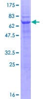 Human RNF167 Protein (Recombinant GST)