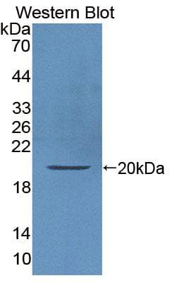 IL-10 Antibody (aa19-178, Cy3)