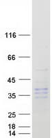 Human KLK9 / Kallikrein 9 Protein (Recombinant Myc-DDK (Flag))