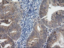 UBE2G2 Antibody (clone OTI1B10, Carrier-free)