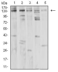 PLCG1 Antibody (clone 2F3D11)