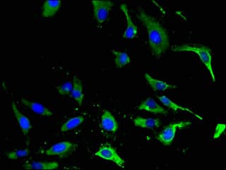 EPHA4 / EPH Receptor A4 Antibody