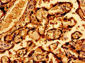 SDHAF1 Antibody