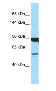 Polyclonal Rabbit anti-Human DNAH9 Antibody (aa518-567, WB)