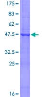Human PTCH1 / Patched 1 Protein (Recombinant GST)