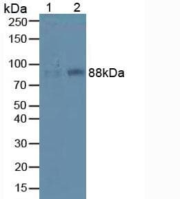 ITGB1 / Integrin Beta 1 / CD29 Antibody (aa454-714)