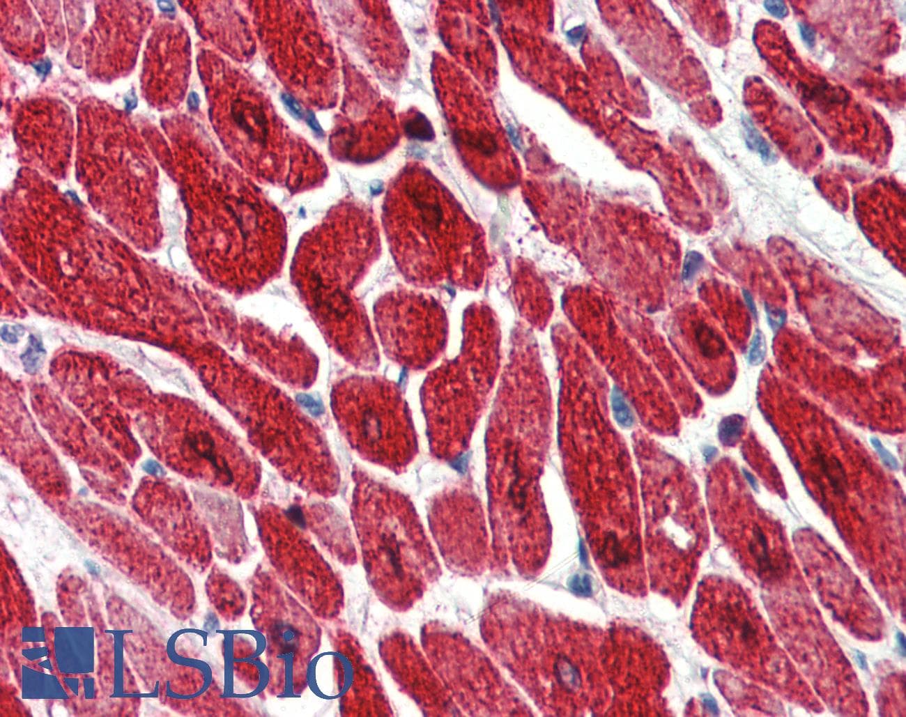 IHC-plus™ Monoclonal Mouse anti-Bovine TNNI3 / Cardiac Troponin I Antibody (IHC, WB)