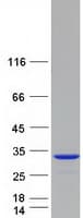 Human SPATC1L / C21orf56 Protein (Recombinant Myc-DDK (Flag))