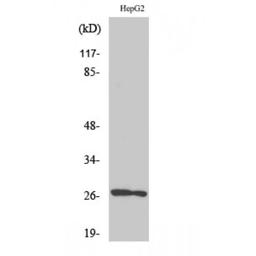 HSPB2 / HSP27 Antibody (90-170 aa, C-terminal)