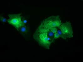 Monoclonal Mouse anti-Human CD19 Antibody (clone OTI2D3, IF, WB)