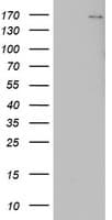 Monoclonal Mouse anti-Human DOT1L / DOT1 Antibody (clone OTI8A11, aa1008-1424, WB)