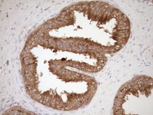 HOXC10 Antibody (aa1-262, clone OTI5C10, Carrier-free)
