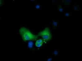 CBWD1 Antibody (clone OTI5H2)