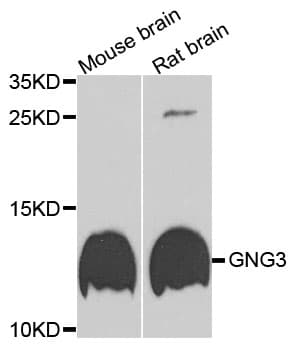 GNG3 Antibody