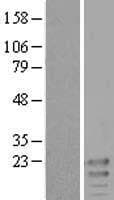 KCNE3 Protein (Over-Expression Lysate Myc-DDK (Flag))