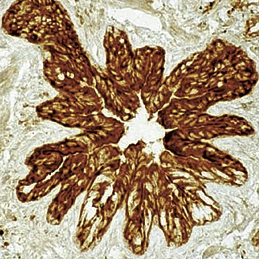 EZR / Ezrin Antibody (clone 3C12)