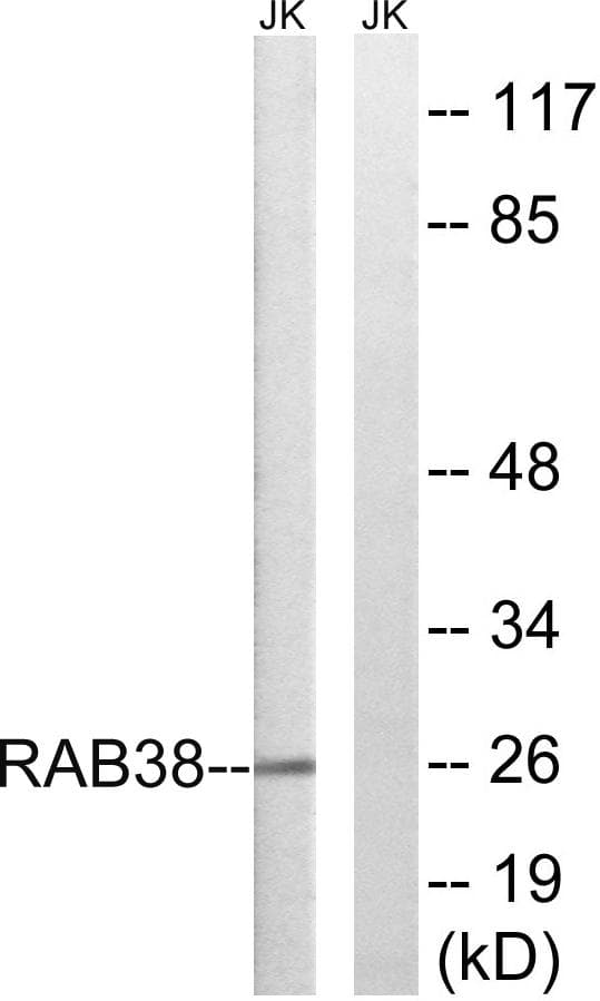 RAB38 Antibody