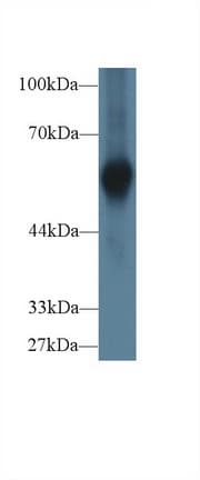 AHSG / Fetuin A Antibody (aa19-300, Cy3)