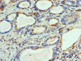 BCL2L14 / BCL-G Antibody (aa1-327)