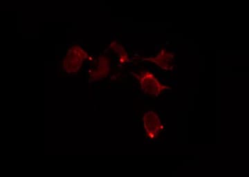 BCL2A1 Antibody