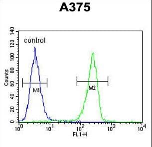 IHC-plus™ Polyclonal Rabbit anti-Human Lumican Antibody (aa198-227, IHC, WB)