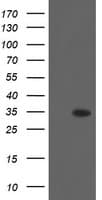 Monoclonal Mouse anti-Human THAP6 Antibody (clone OTI4D4, WB)