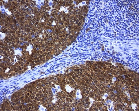 POU2AF1 / BOB1 Antibody (clone UMAB220, Carrier-free)