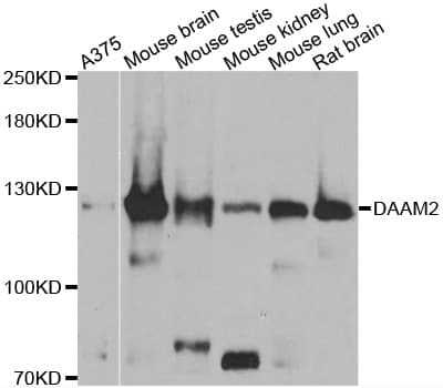 DAAM2 Antibody