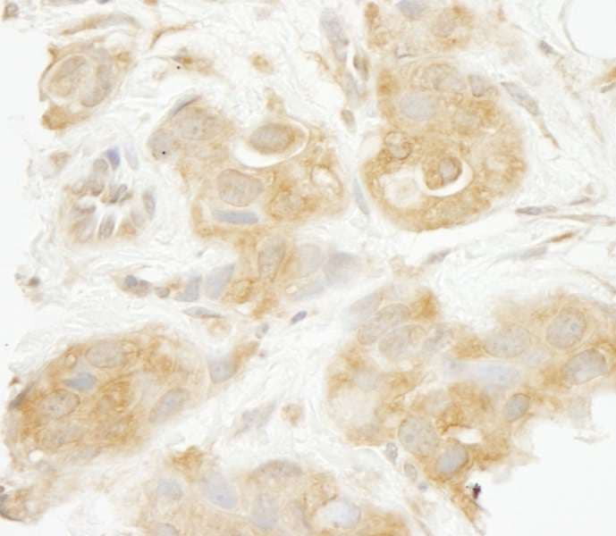 SEC23IP / p125 Antibody (aa950-C-term)