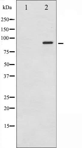 KCNB1 / Kv2.1 Antibody (phospho-Ser805)