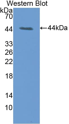 DDOST / OST48 Antibody (aa43-427, PE)