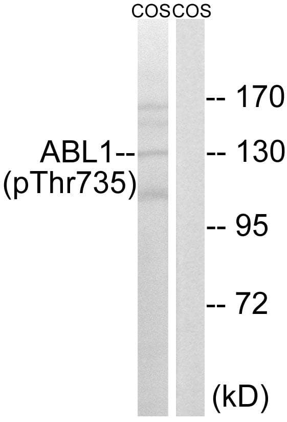Polyclonal Rabbit anti-Human ABL1 / c-ABL Antibody (phospho-Thr735, WB)