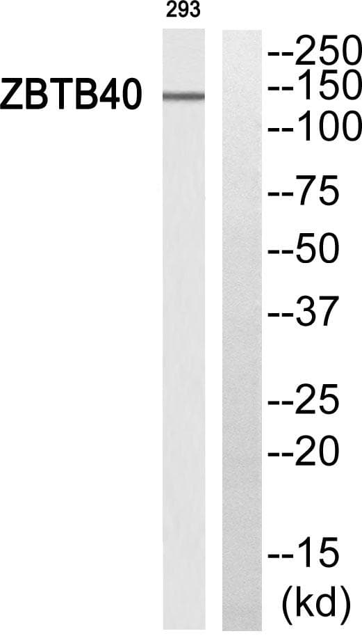 ZBTB40 Antibody