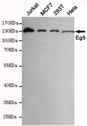 IHC-plus™ KIF11 / EG5 Antibody