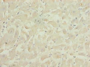 PID1 Antibody