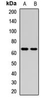 GLMN Antibody