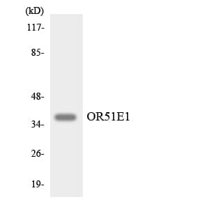 OR51E1 Antibody (aa225-274)