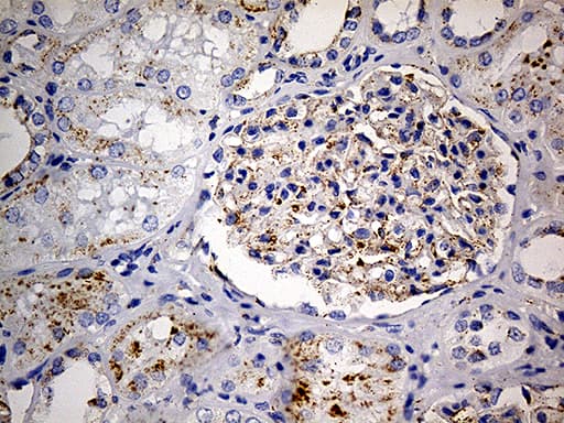 LAMP1 / CD107a Antibody (aa29-382, clone OTI8B1)