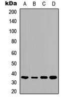 TMBIM1 Antibody (C-Terminus)
