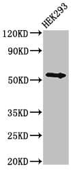 NR1H4 / FXR Antibody