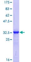 Human C11 / POLR3K Protein (Recombinant GST)