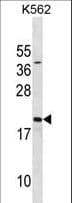SUB1 Antibody (aa18-47)