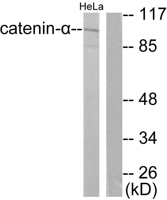 IHC-plus™ Alpha Catenin Antibody (aa857-906)