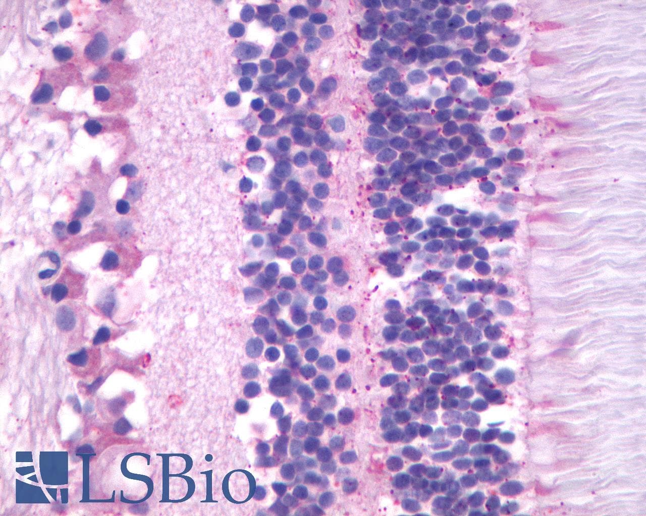 PathPlus™ MTNR1B / MT2 Antibody (Cytoplasmic Domain)