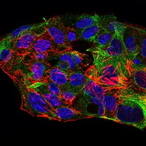 Monoclonal Mouse anti-Human SYCP3 / SCP3 Antibody (clone 6F9C5, aa27-128, IHC, IF, WB)